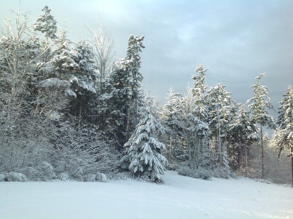 snow covered trees during daytime