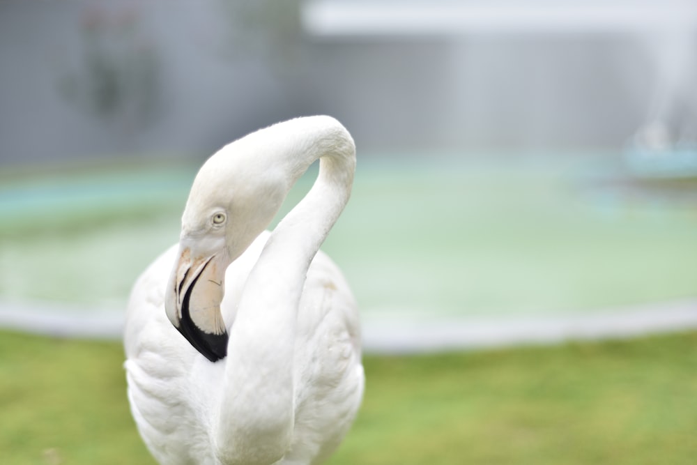 white swan on green grass during daytime