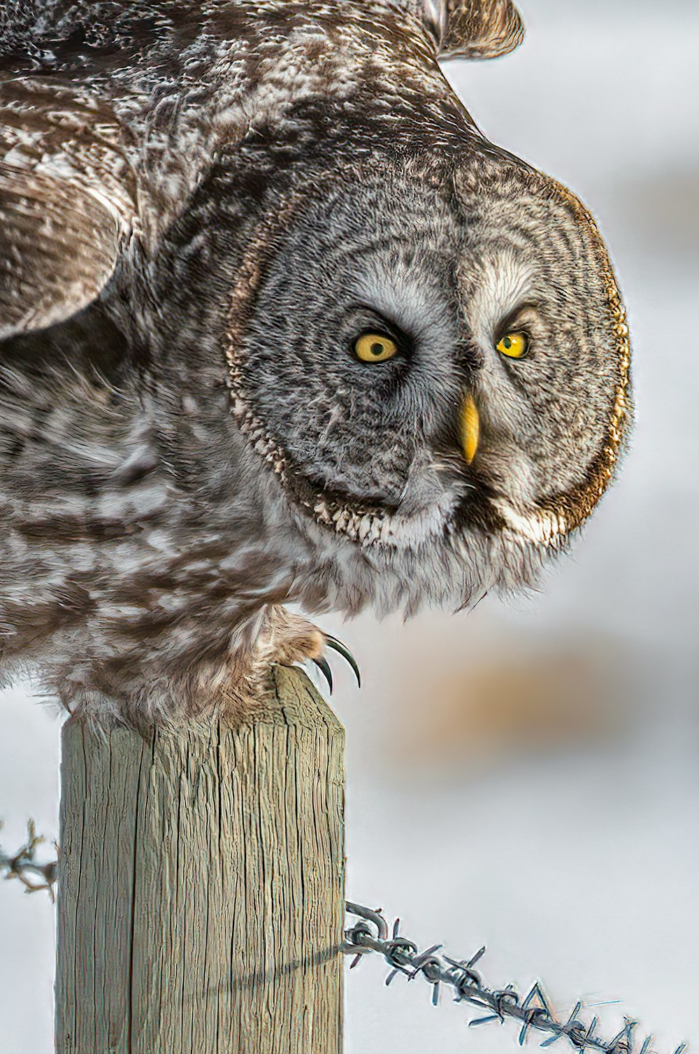 brown and white owl on brown wooden fence during daytime