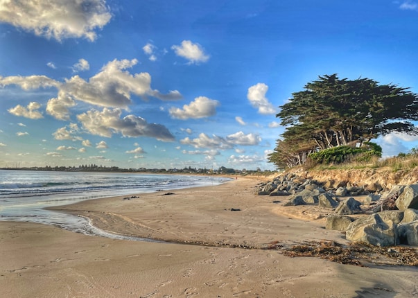 The beach scene features a sandy shore with scattered rocks and footprints, waves gently lapping at the shoreline, and a row of tall trees lining the edge of the beach. Fluffy white clouds populate the bright blue sky, creating a serene and tranquil atmosphere.