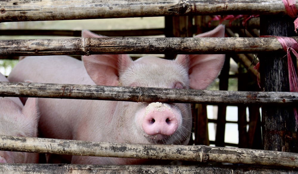 white pigs in cage during daytime