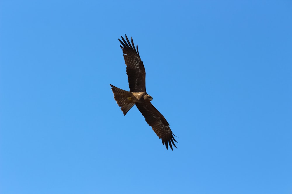 black and white bird flying under blue sky during daytime