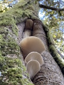 A close-up view of several oyster mushrooms growing on a tree trunk covered with green moss. The image captures an upward angle, emphasizing the texture of the bark and the delicate gills of the mushrooms. Sunlight filters through the forest canopy, creating a dappled light effect on the tree.