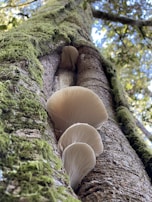 A close-up view of several oyster mushrooms growing on a tree trunk covered with green moss. The image captures an upward angle, emphasizing the texture of the bark and the delicate gills of the mushrooms. Sunlight filters through the forest canopy, creating a dappled light effect on the tree.
