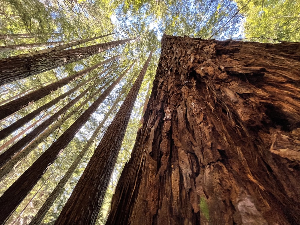 tronco d'albero marrone durante il giorno