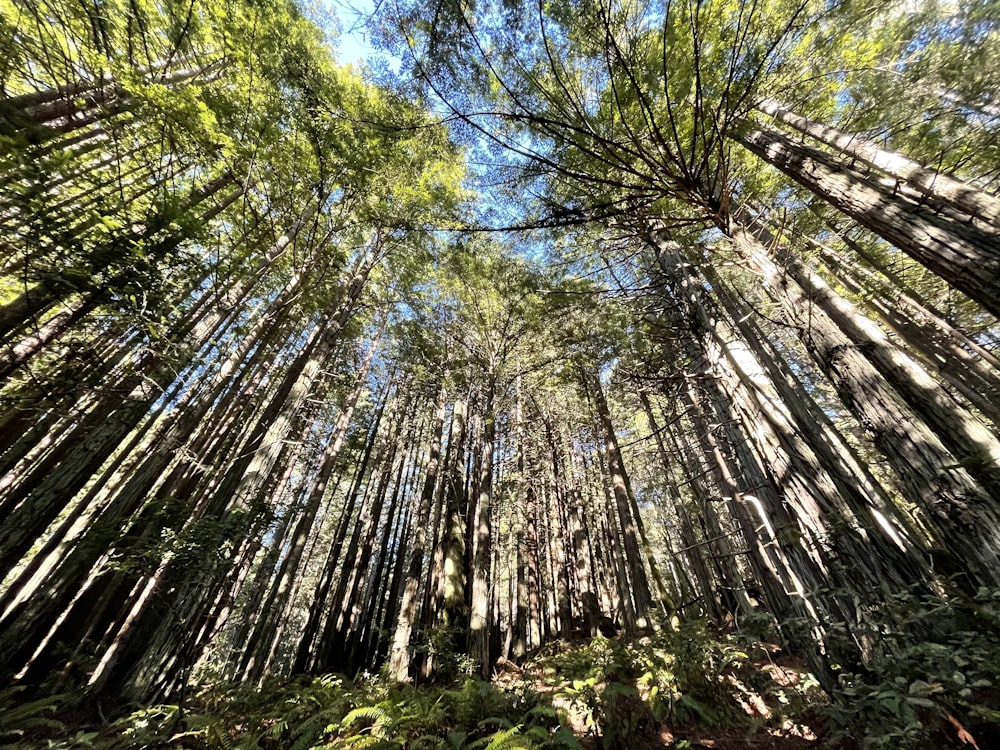 green trees under blue sky during daytime