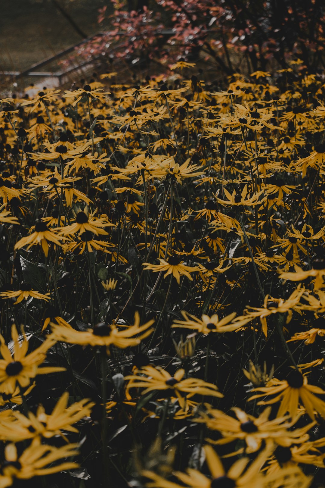 yellow sunflower field during daytime