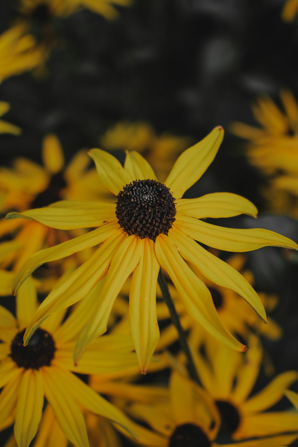 fleur jaune dans la photo macro