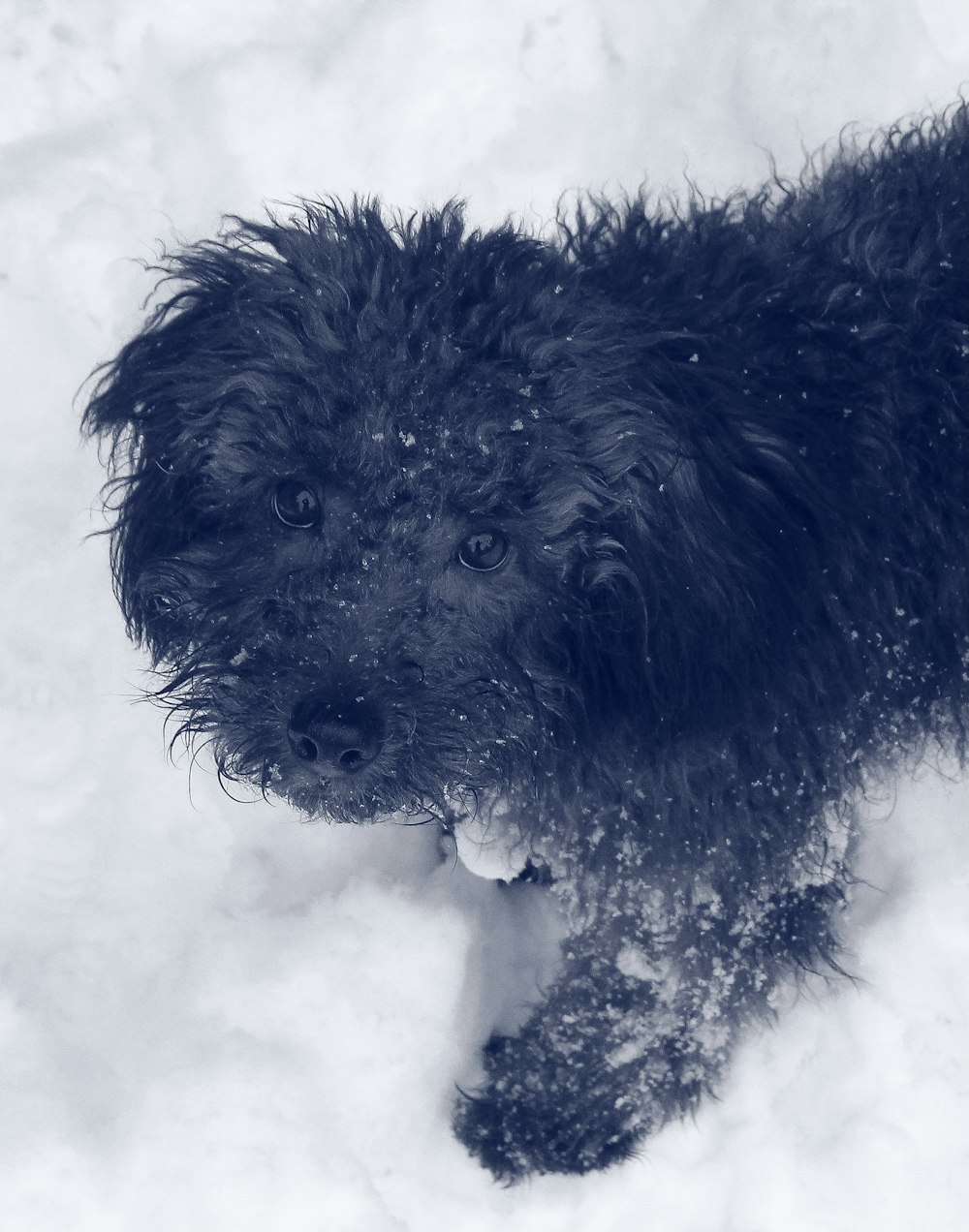 black long coat small dog on snow covered ground