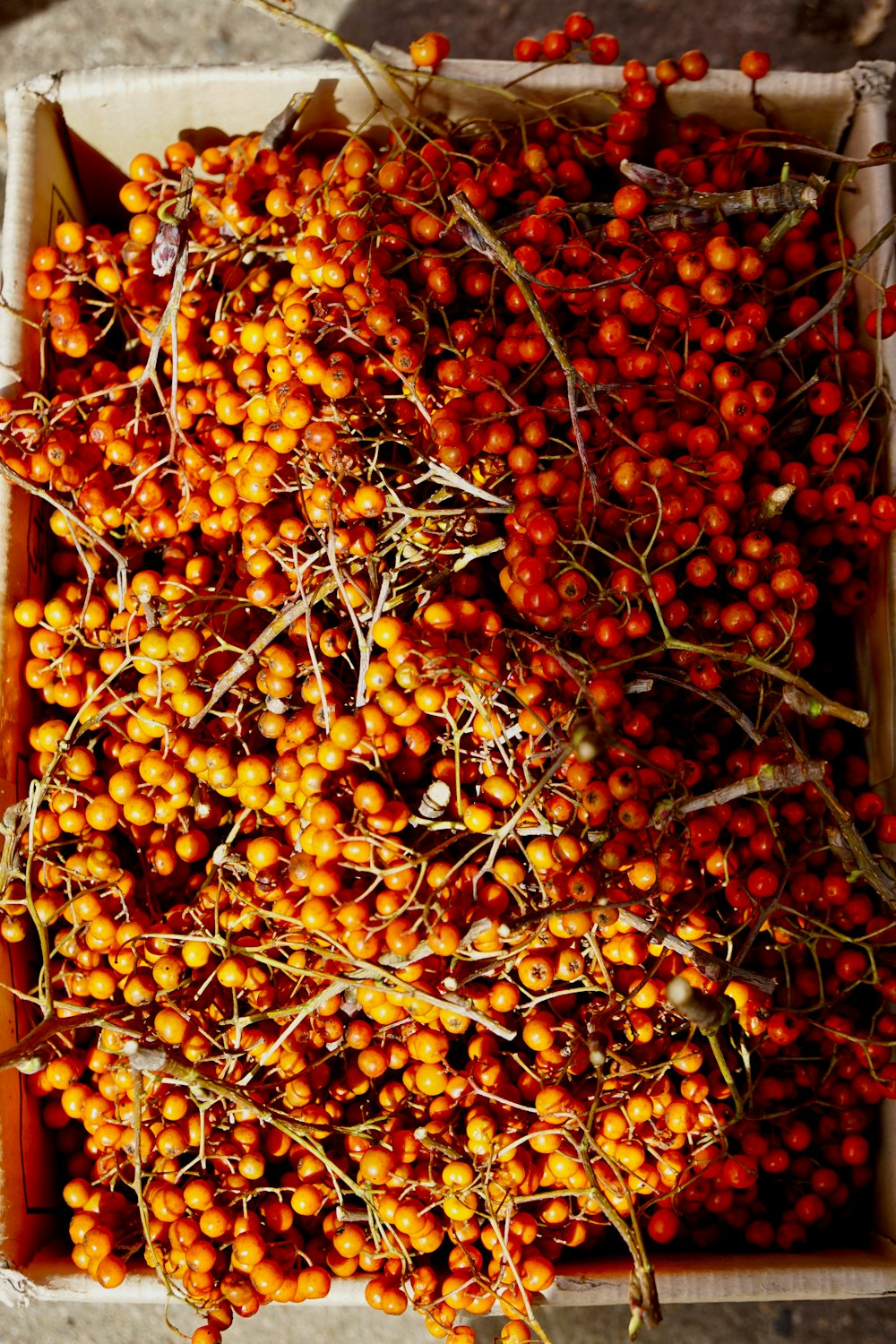 orange and yellow string lights