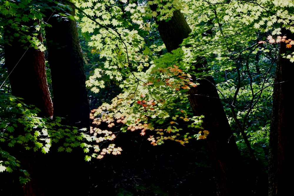 green and brown trees during daytime