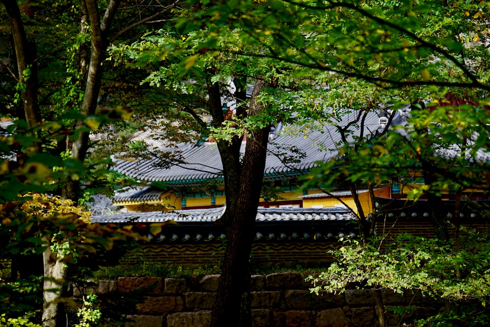 green tree near brown concrete building