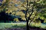 A serene forest scene showing mature trees thriving in natural light.
