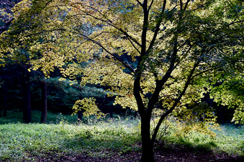 A serene forest scene showing mature trees thriving in natural light.