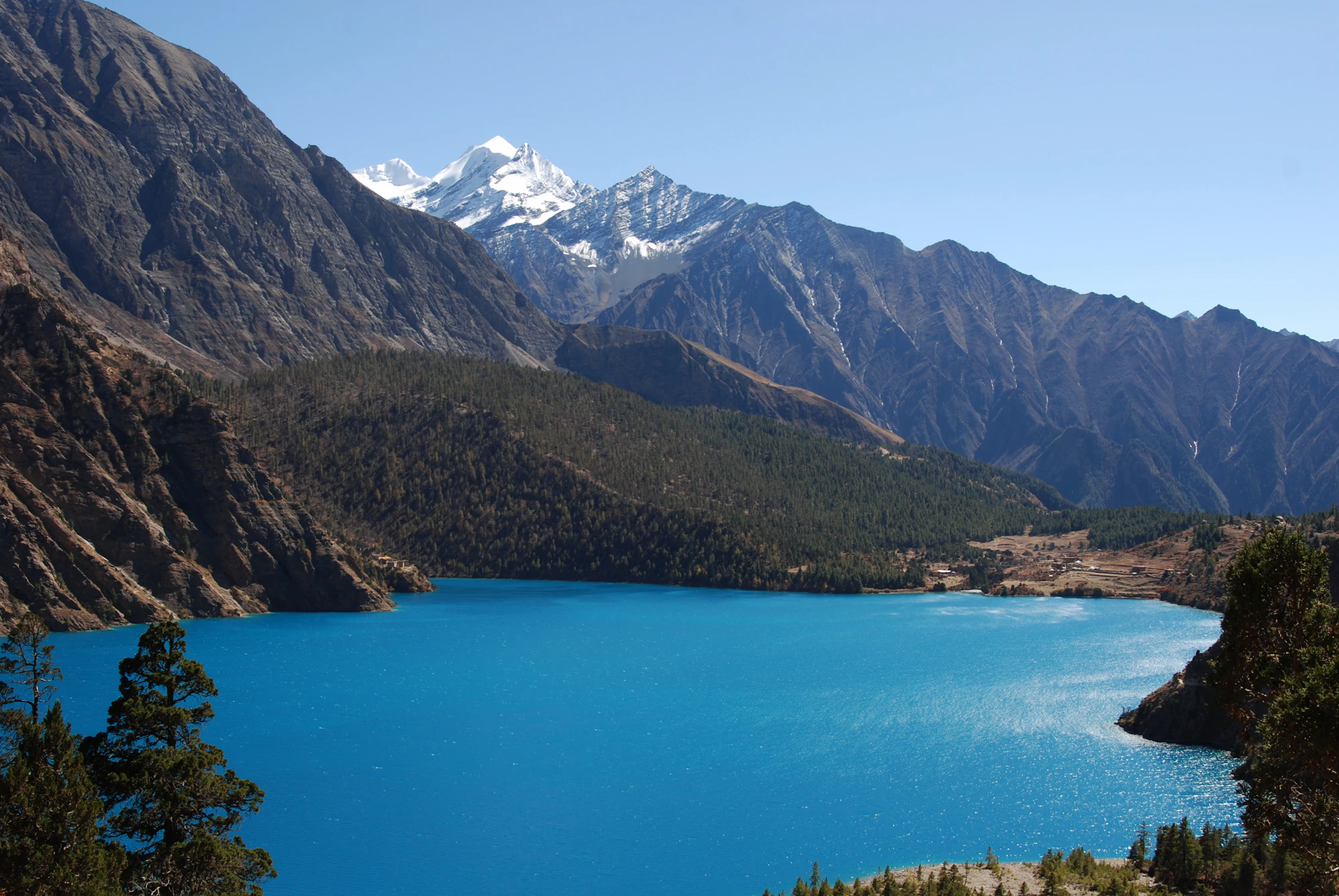 The turquoise water of Phoksundo Lake in Dolpo, ringed by forested slopes beneath a snow-capped Himalayan peak, Nepal