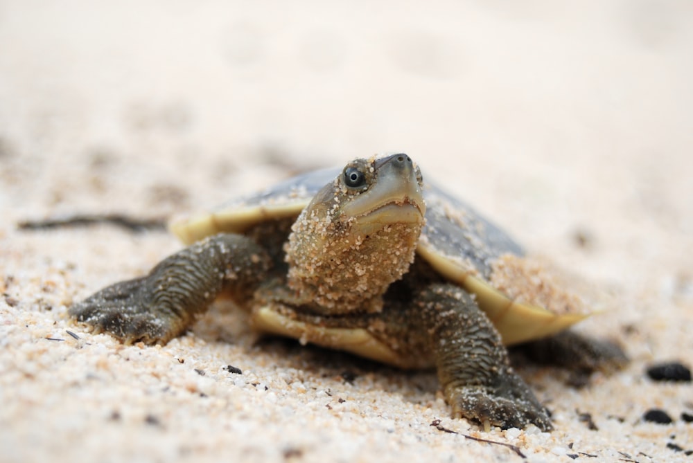 brown and black turtle on white sand during daytime