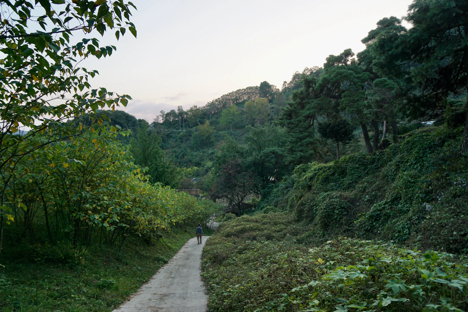 A pathway through trees in rural Korea: the country beyond Seoul, where dialect lives