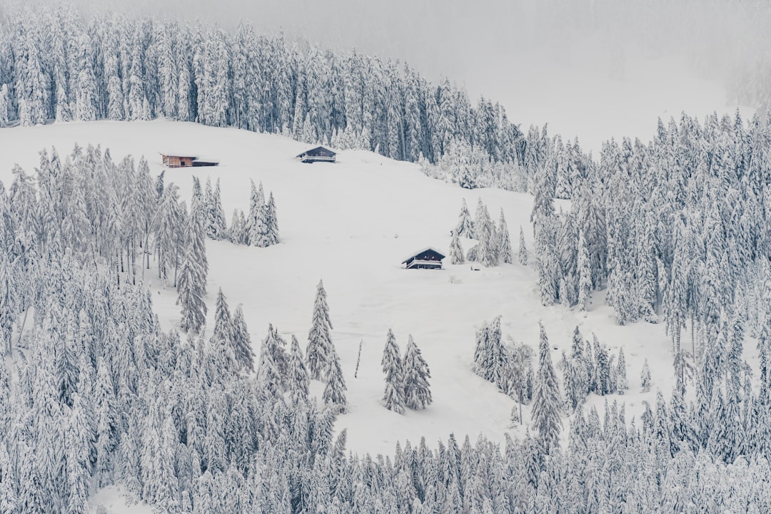 snow covered trees and mountains during daytime