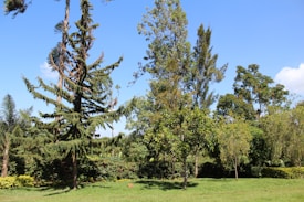 A lush, green landscape featuring a variety of trees of different shapes and sizes. A large coniferous tree stands prominently among other deciduous trees under a clear blue sky.