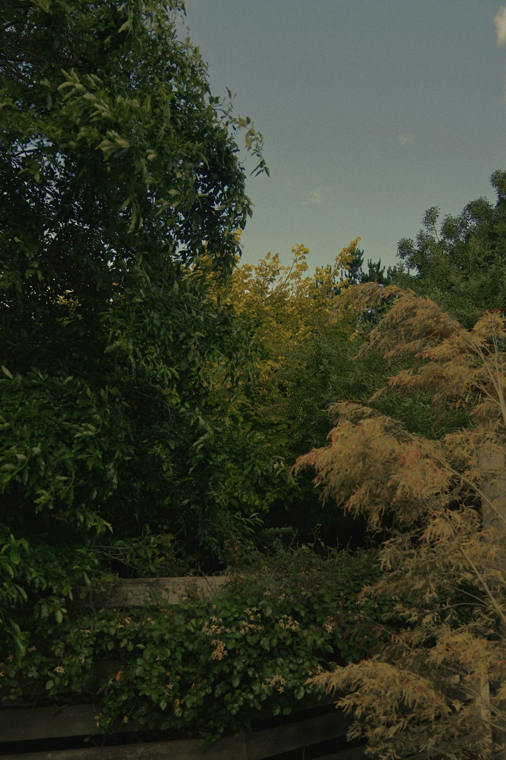 green and brown trees under blue sky during daytime