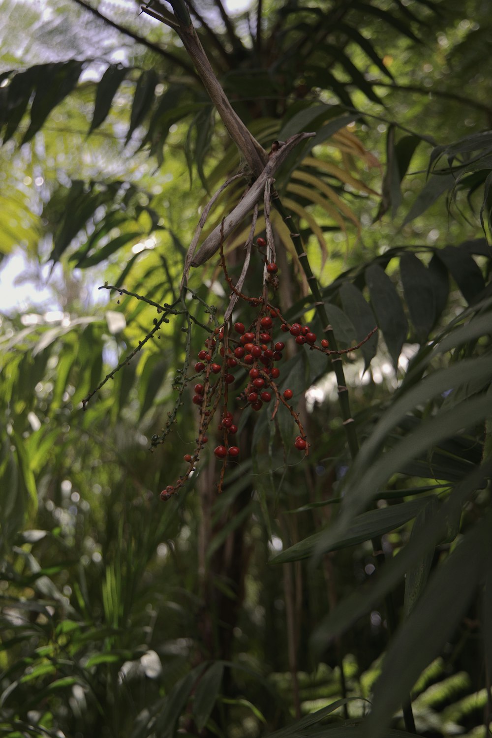 red round fruits on tree branch during daytime