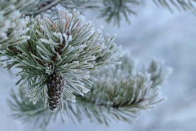 green and white plant in close up photography wintry zoom background