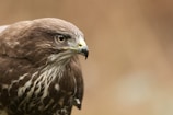 A close-up of a hawk in flight, capturing its powerful wings and sharp gaze.