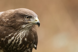 Close-up of a hawk’s sharp eye, capturing the essence of tactical focus and acute awareness.