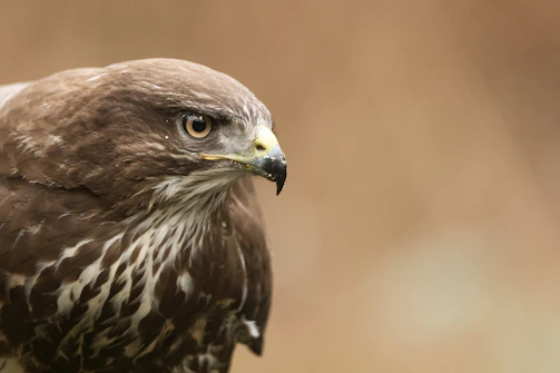 Close-up of a hawk’s sharp eyes scanning the forest from above.