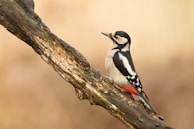 black and white bird on brown tree branch