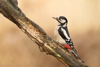 black and white bird on brown tree branch