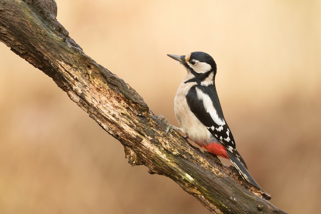  black and white bird on brown tree branch woodpecker