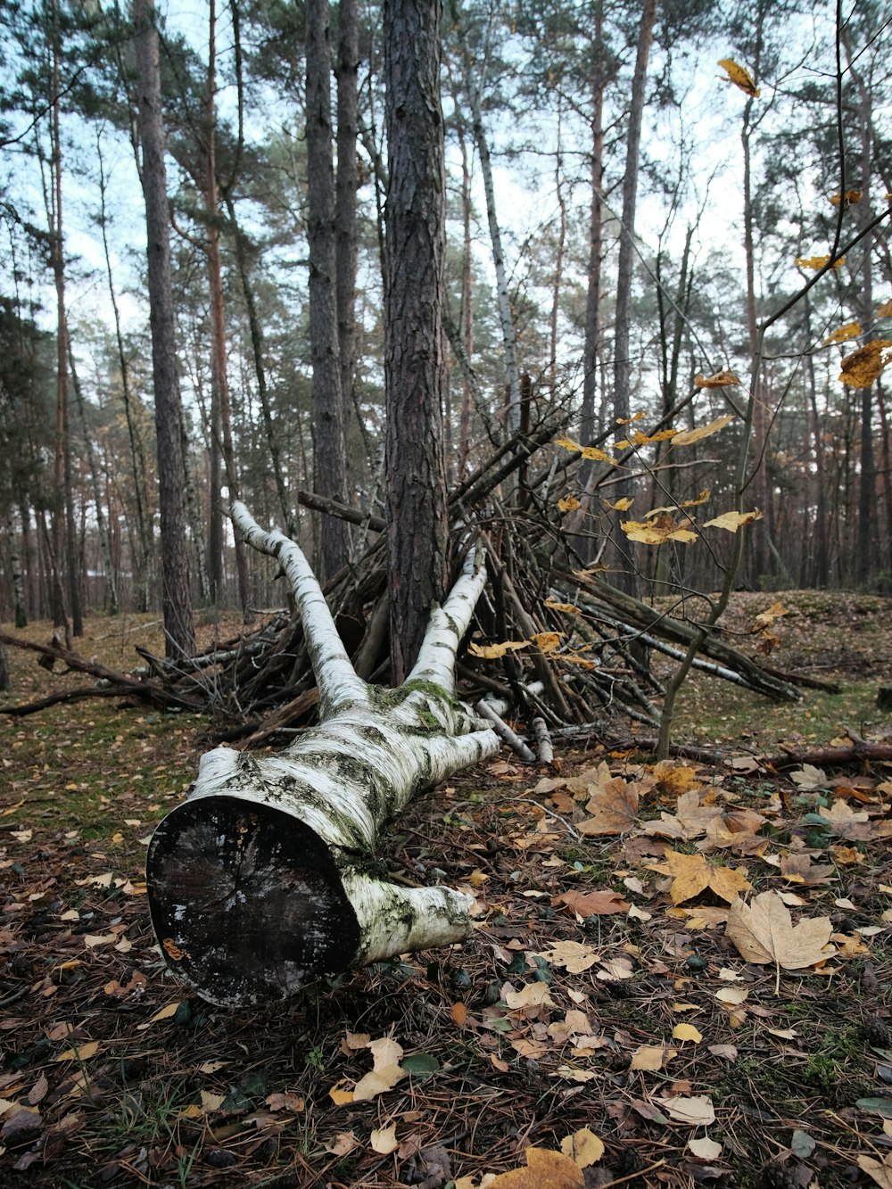 brown tree log on ground surrounded by brown trees during daytime