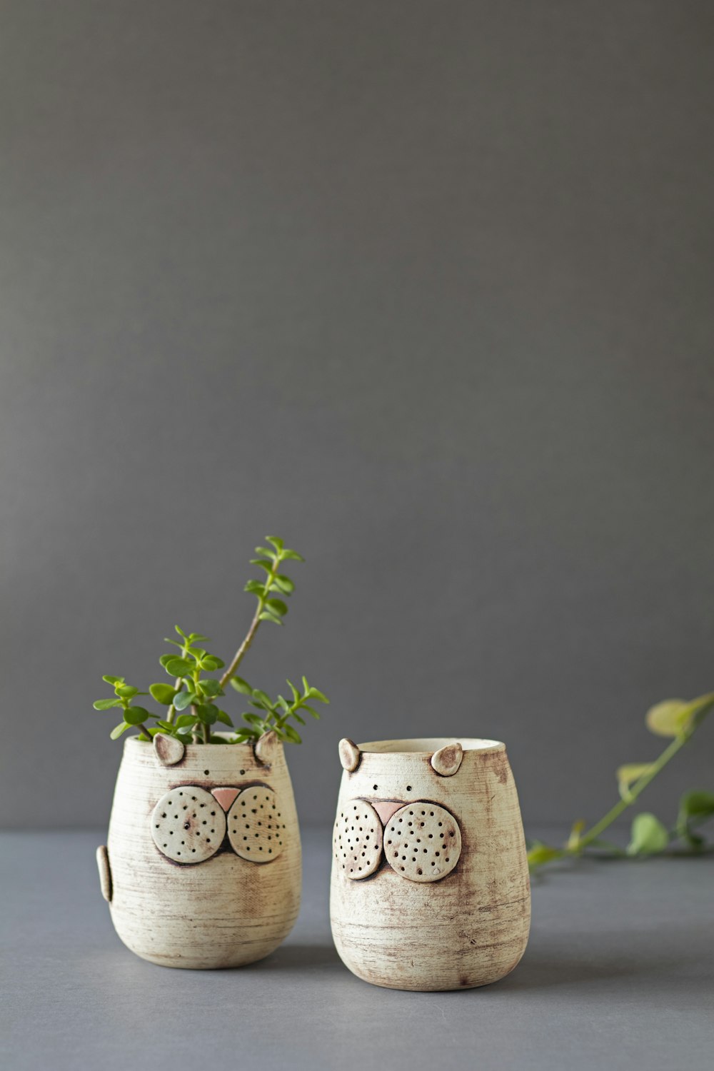 green plant in white ceramic pot