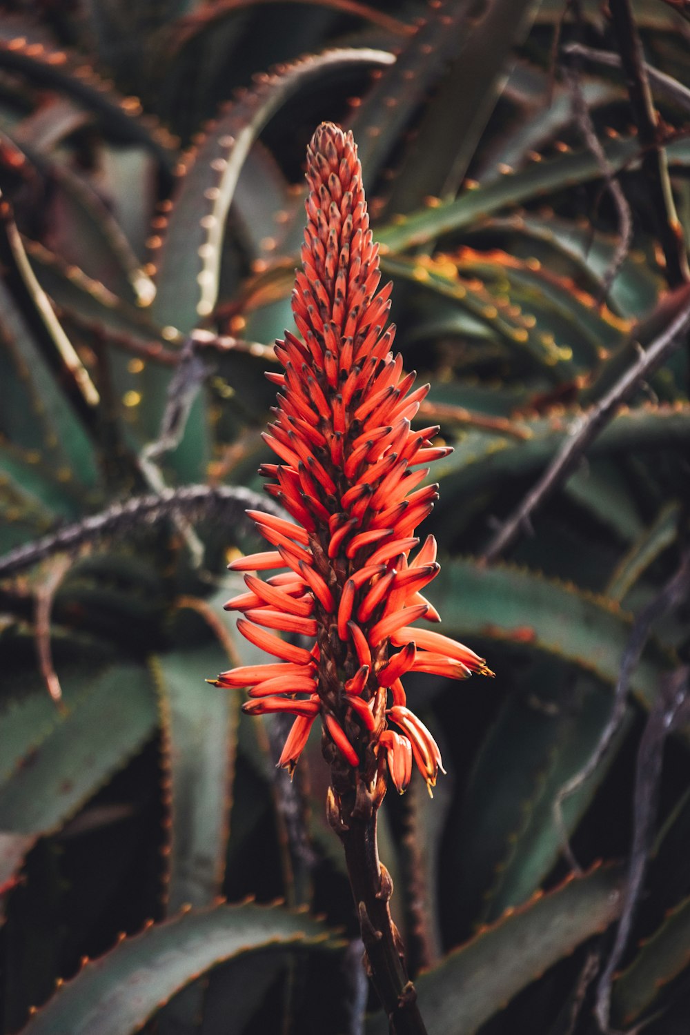 red and green plant in close up photography