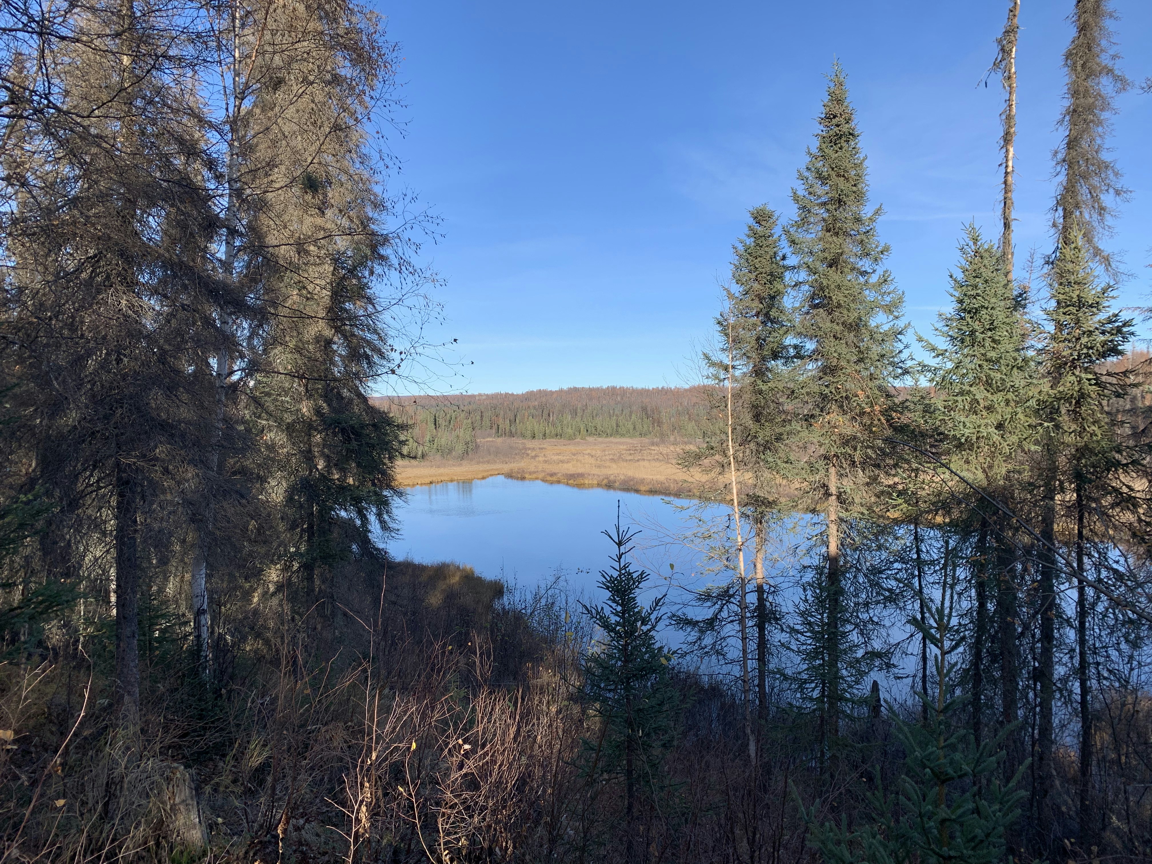 green trees near lake under blue sky during daytime