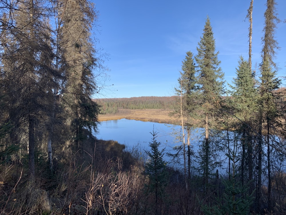 green trees near lake under blue sky during daytime