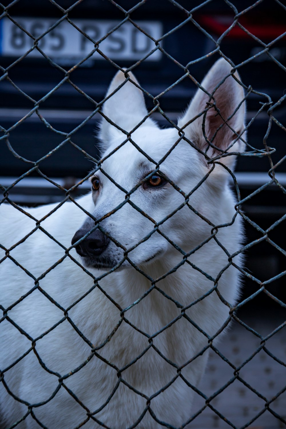 white short coated dog behind gray metal fence