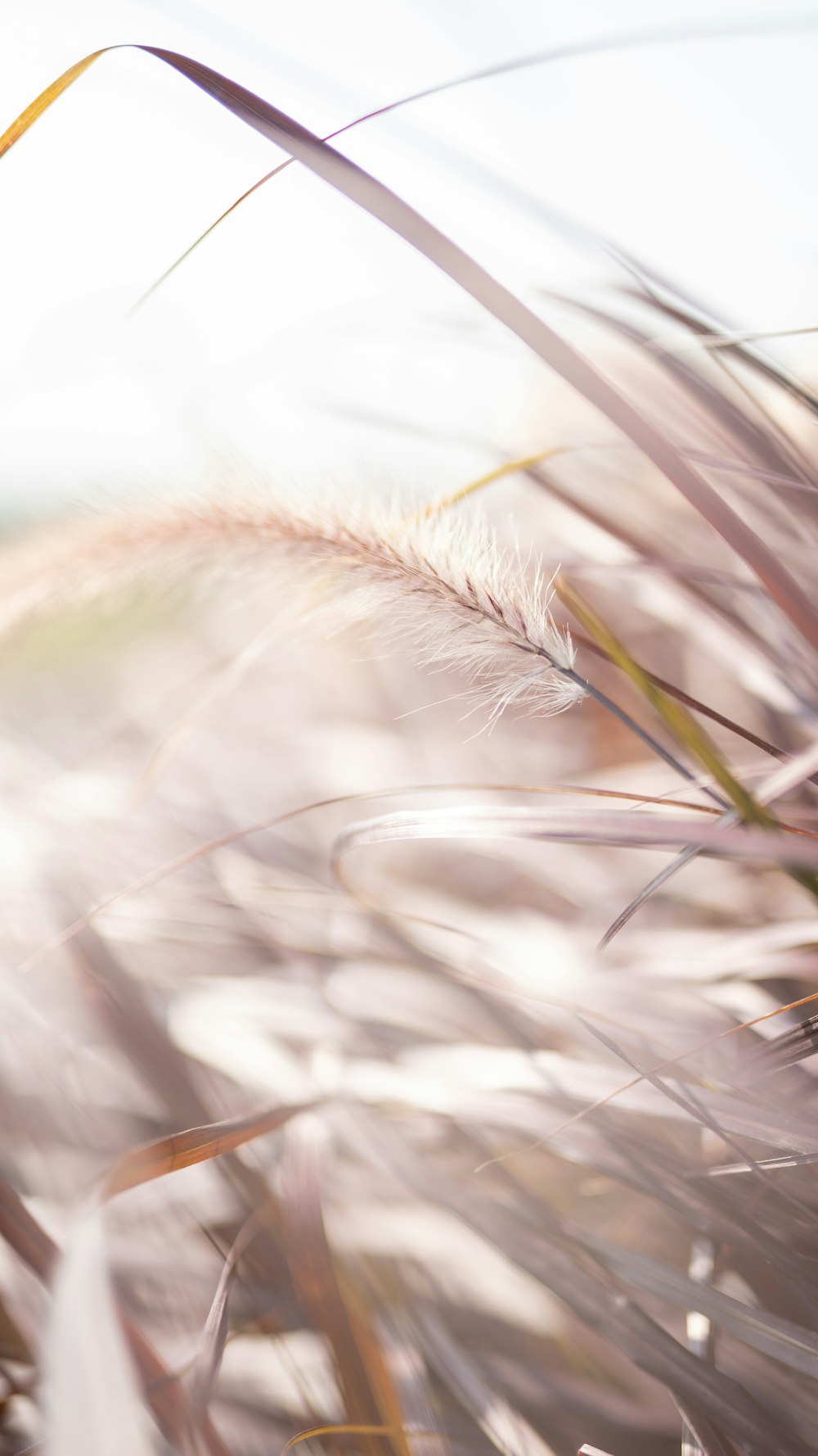 white and brown plant in close up photography