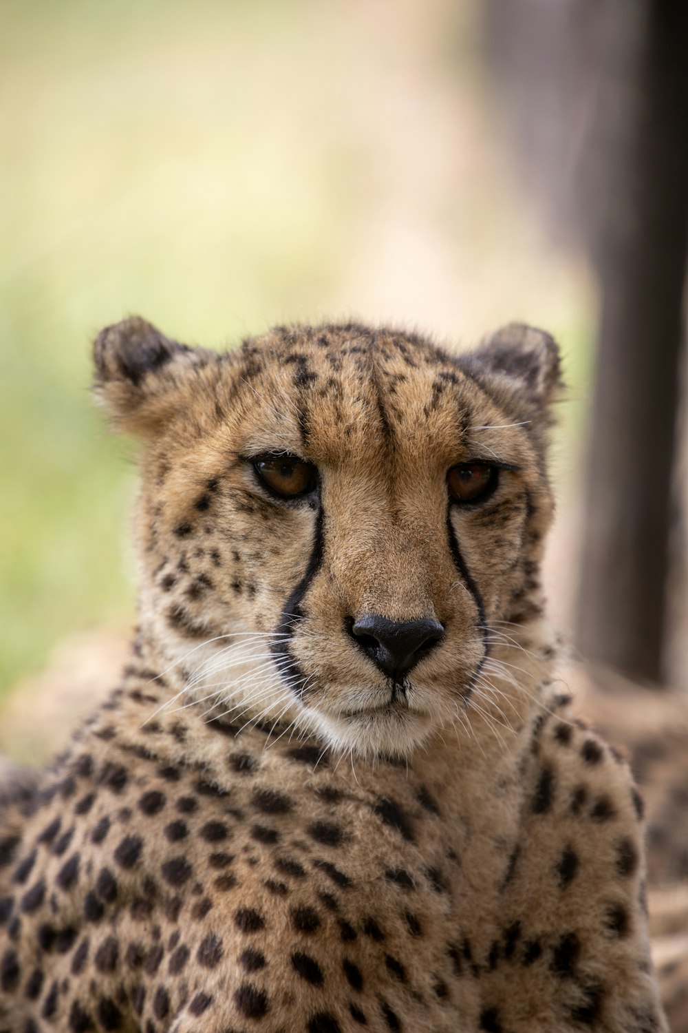 cheetah on green grass during daytime