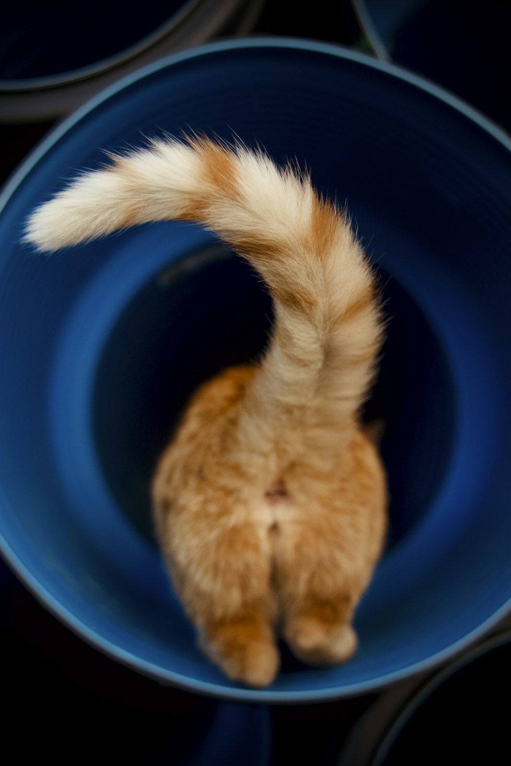 파란색 플라스틱 양동이에 주황색 얼룩 고양이