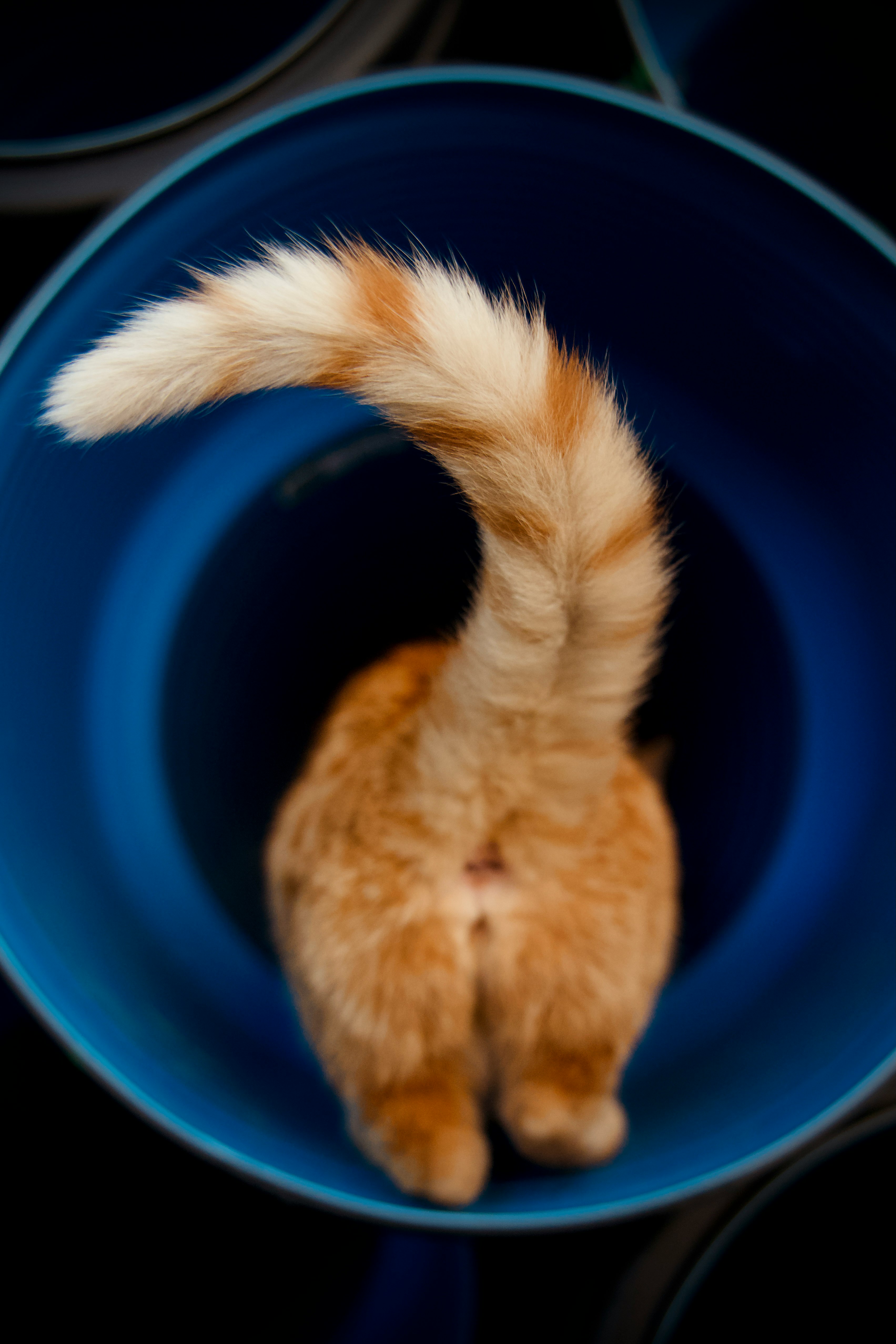 orange tabby cat in blue plastic bucket