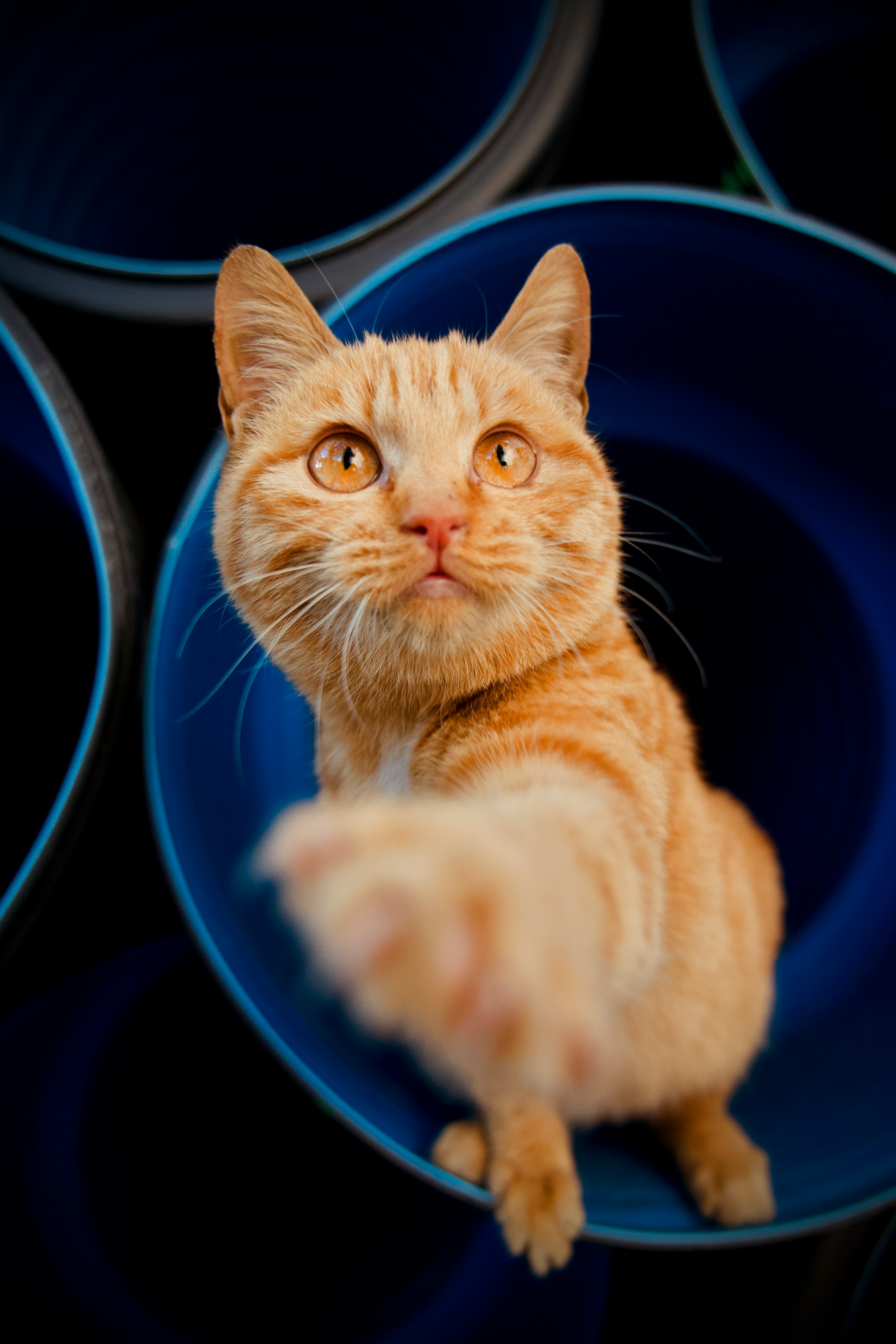orange tabby cat in blue ceramic bowl