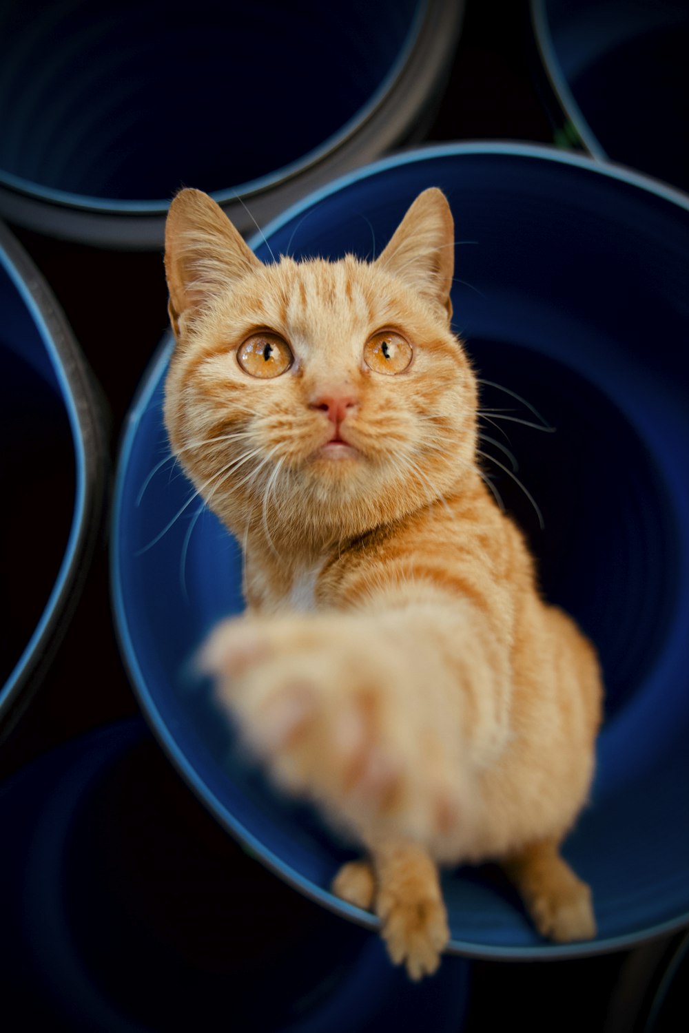 orange tabby cat in blue ceramic bowl