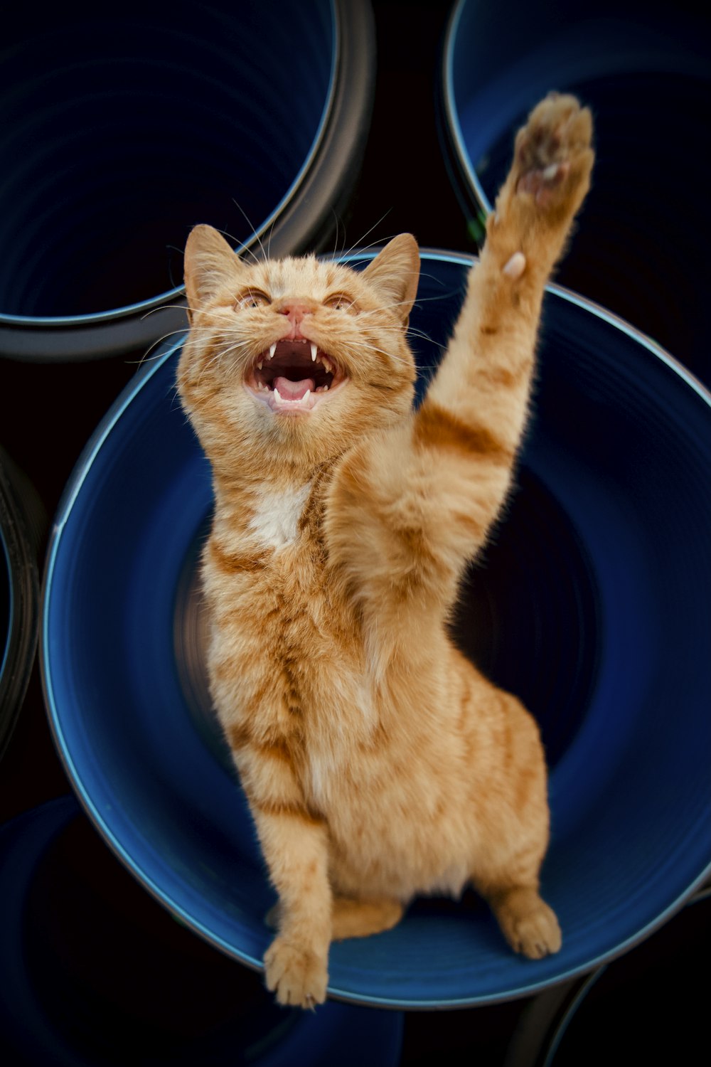 orange tabby cat in blue ceramic bowl