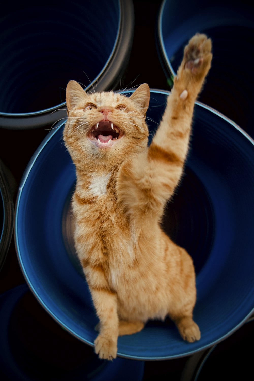 Chat tigré orange dans un bol en céramique bleue