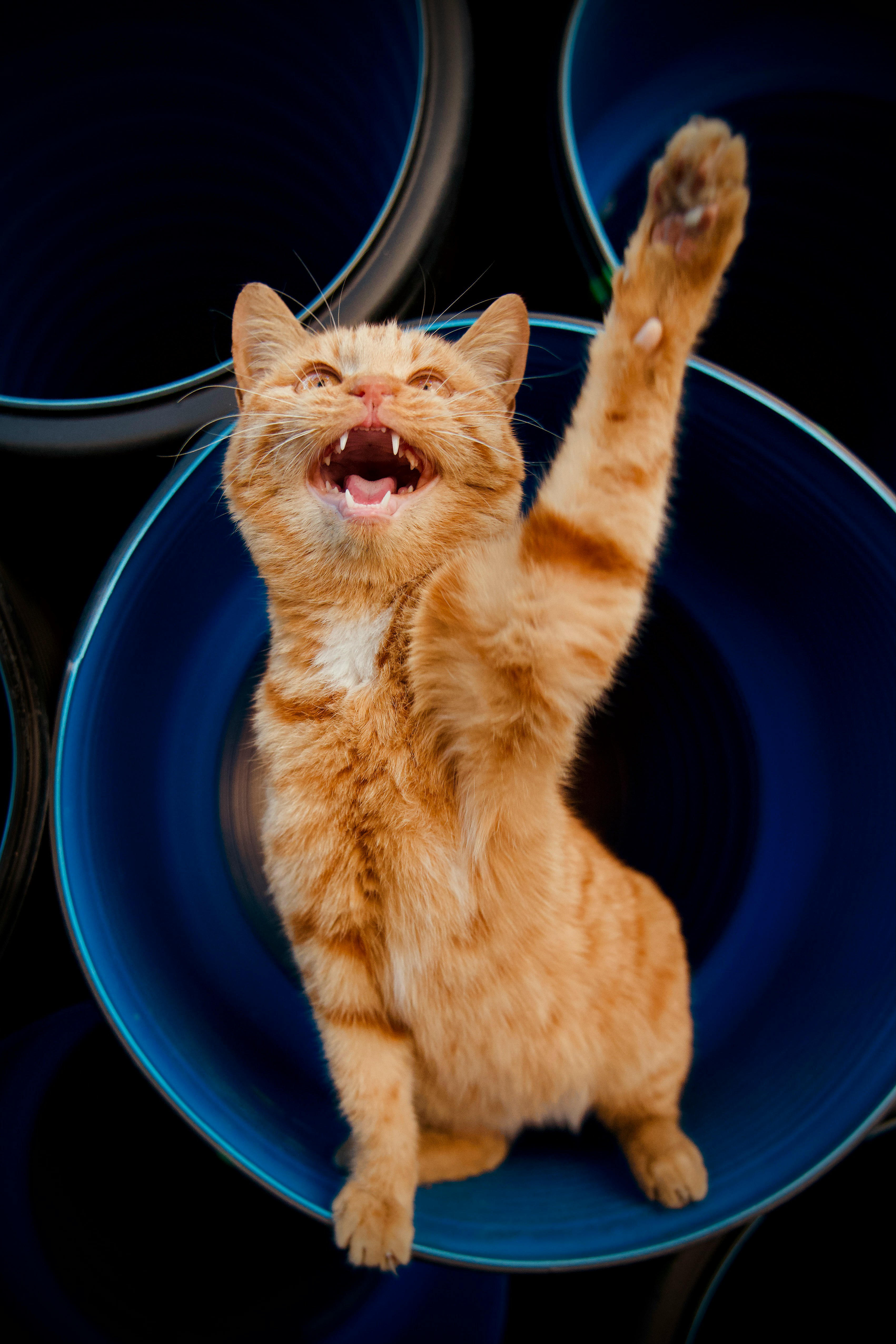 orange tabby cat in blue ceramic bowl