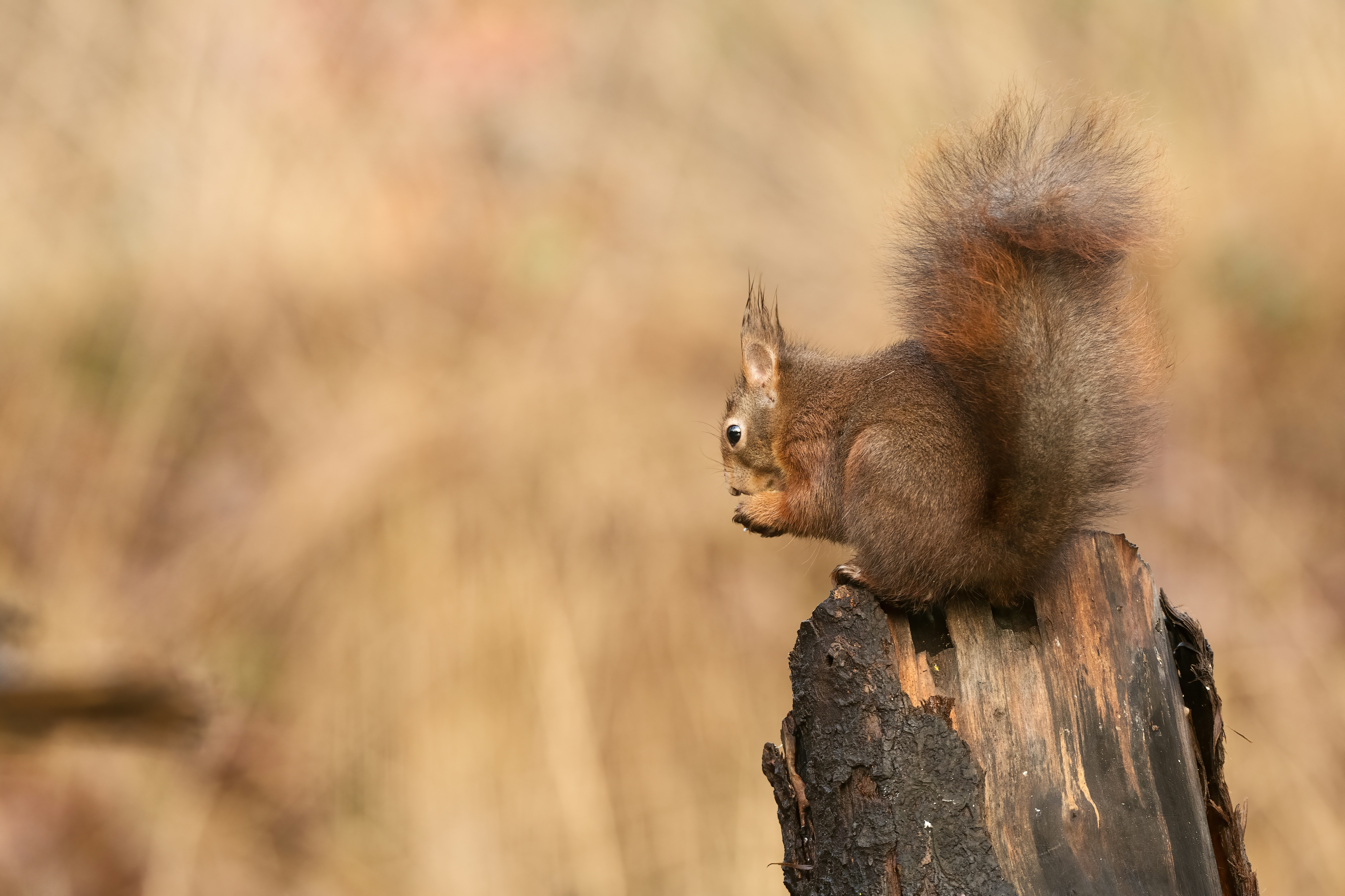 brown squirrel on brown wood