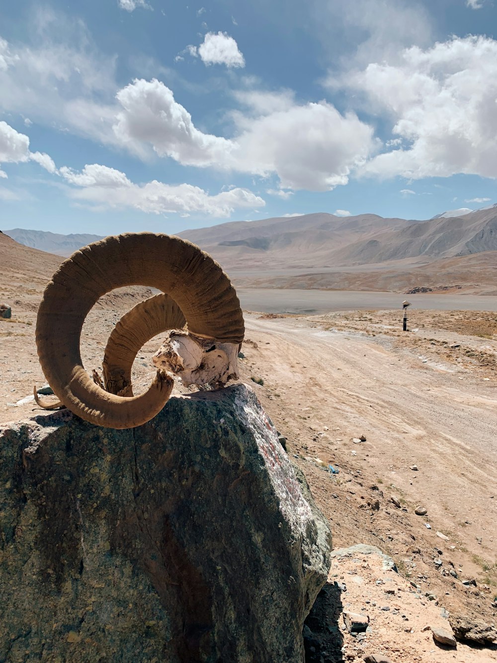 brown and white spiral ring on brown rock