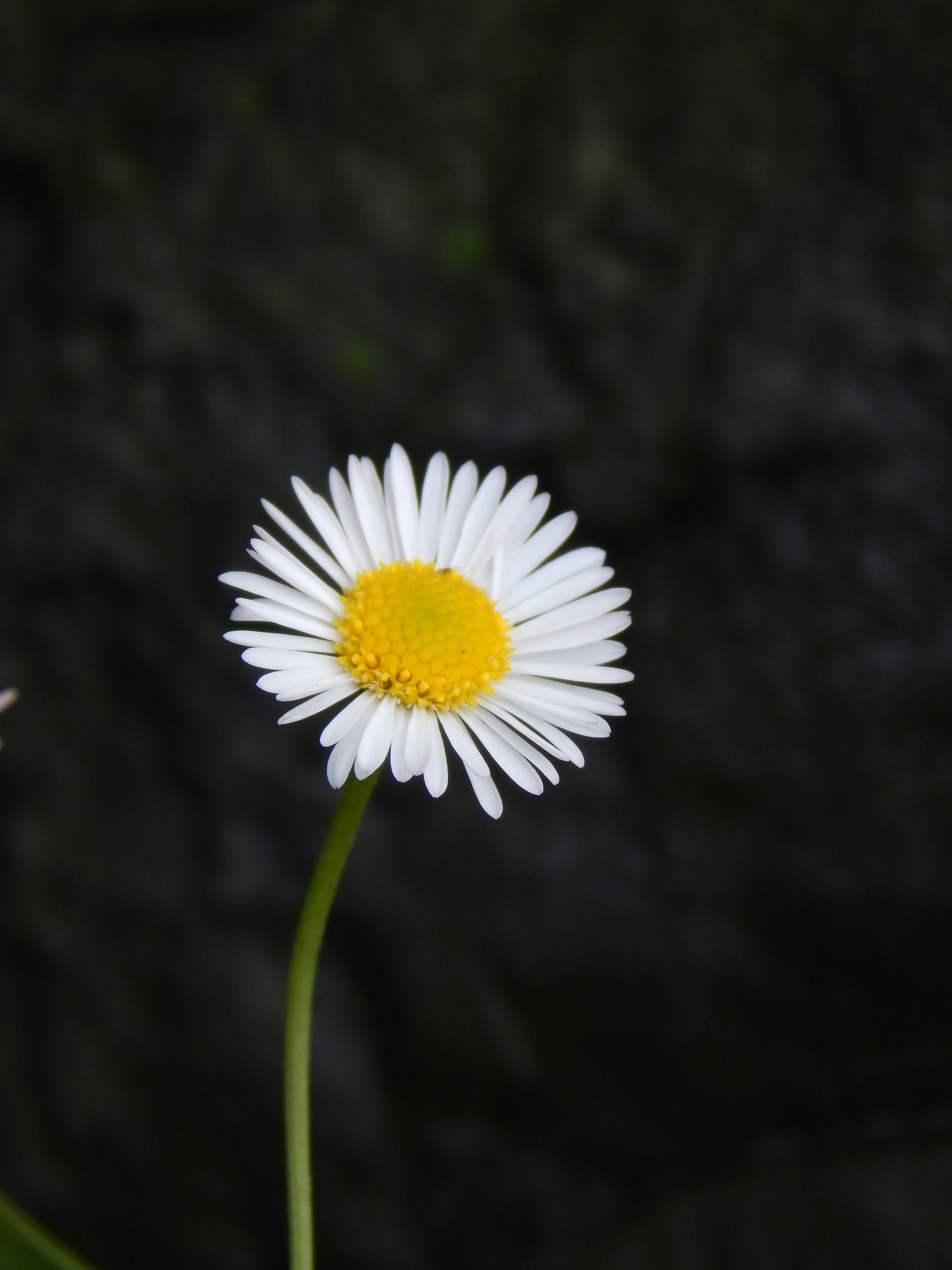 Photo by sandeeptripathi